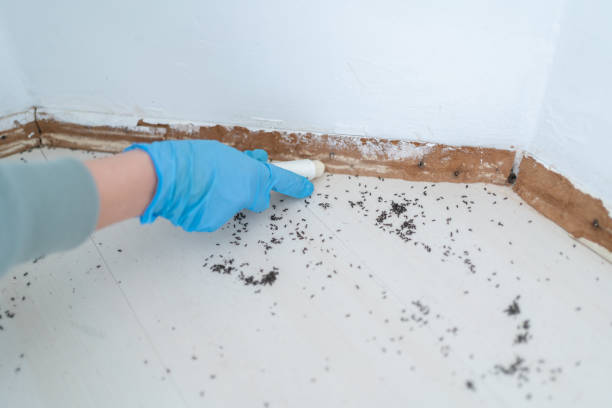 Best Emergency Pest Control  in Big Bend, WI